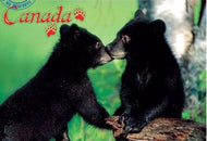 Postcard Black Bear Cubs