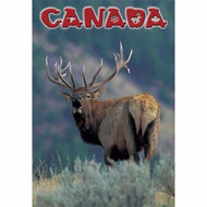 Post Card Rocky Mountain Elk