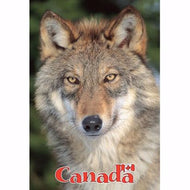 Post Card Timber Wolf
