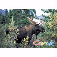 Postcard Moose