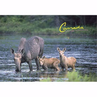 Postcard Moose and Calves