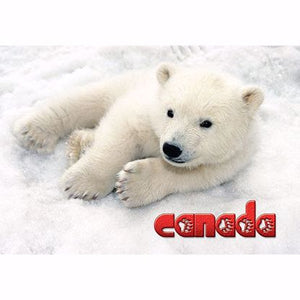 Postcard Polar Bear Cub