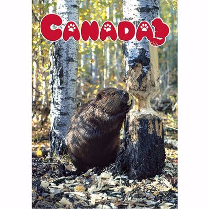 Postcard- Beaver Gnawing A Tree