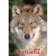 Magnet- Gray Timber Wolf