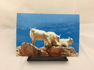 Post Card Mountain Goats