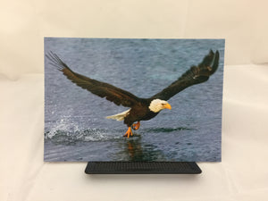Post Card Bald Eagle
